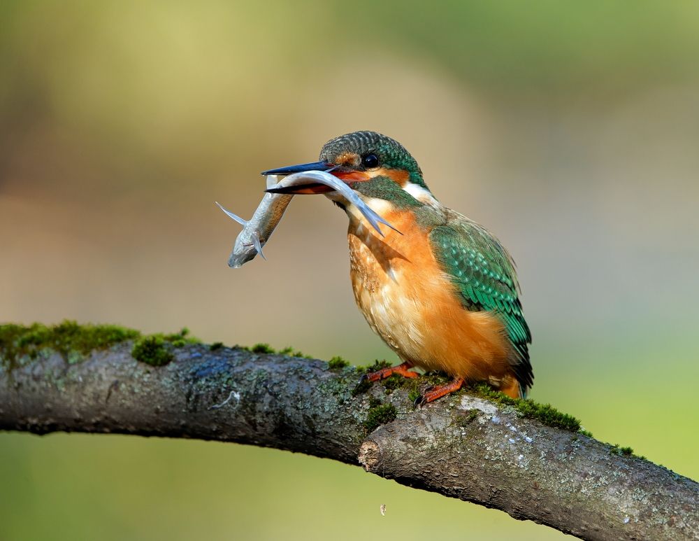 Большому куску ...