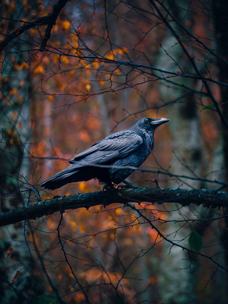 Photograph by Дмитрий Степанец