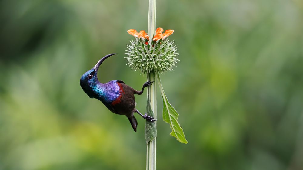 A Loten's Sunbird foraging on a Lion's tail plant