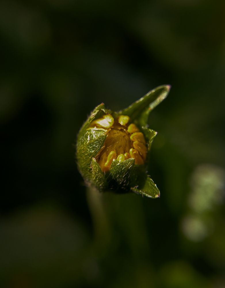 Macro Photography