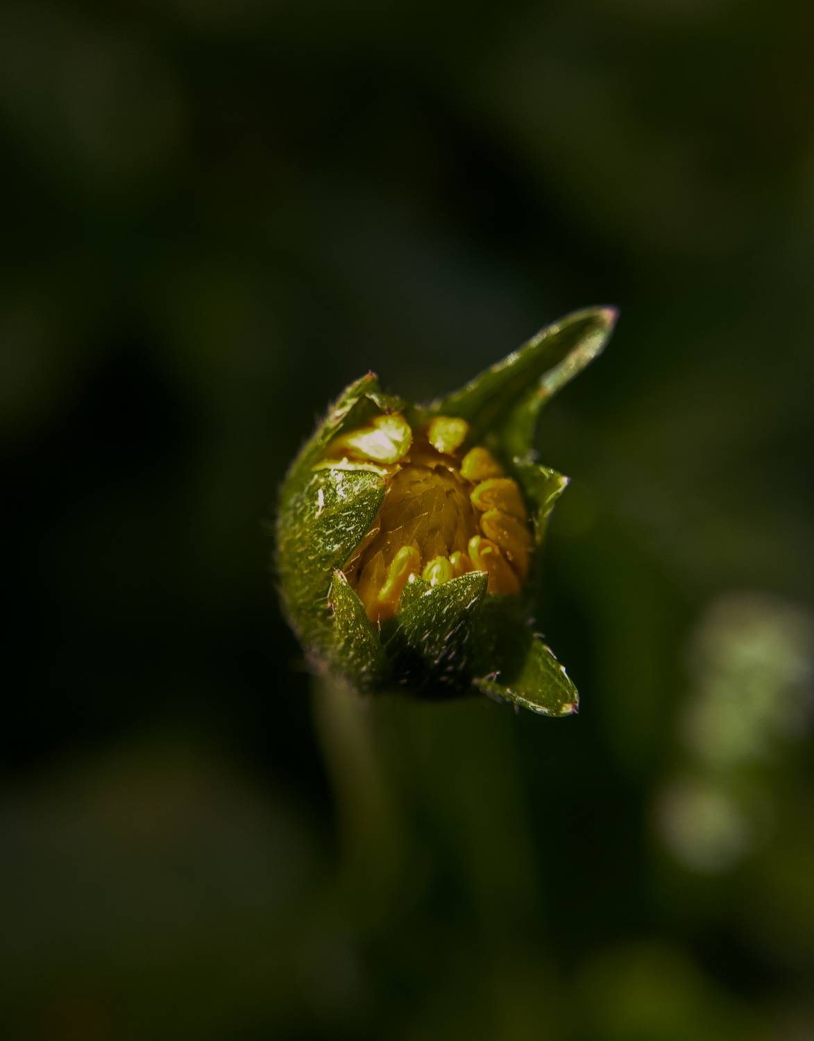Macro Photography