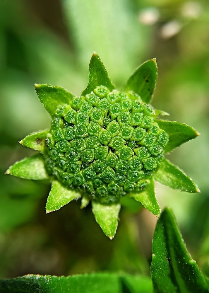 Photograph by San Yu Maung