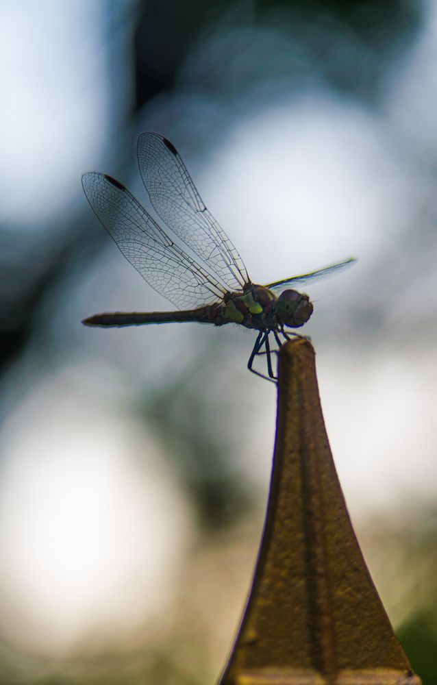 Photograph by Евгения Дахина