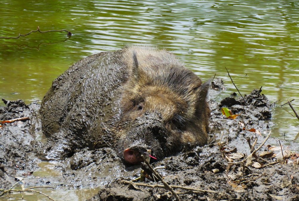 Photograph by ANISH BISWAS