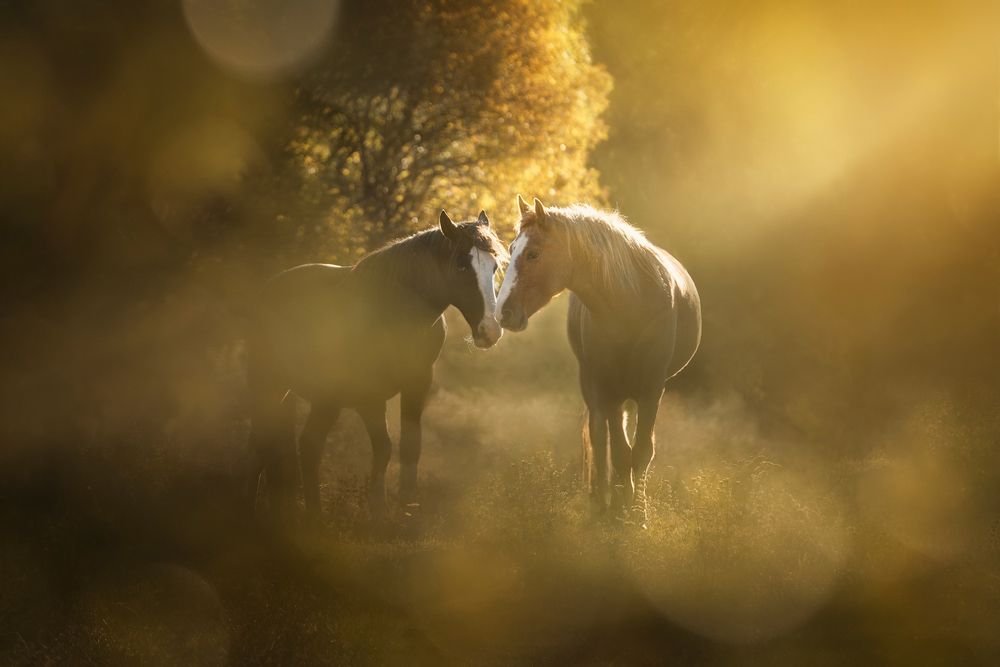 Фотография автора Рудченко Ольга