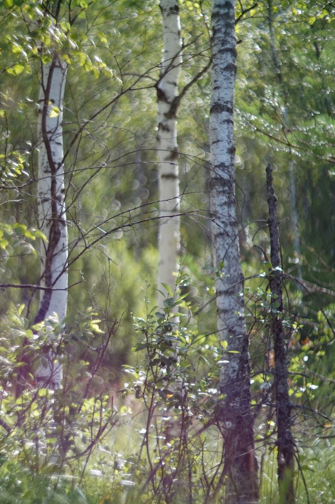 Photograph by Лена Максимкина