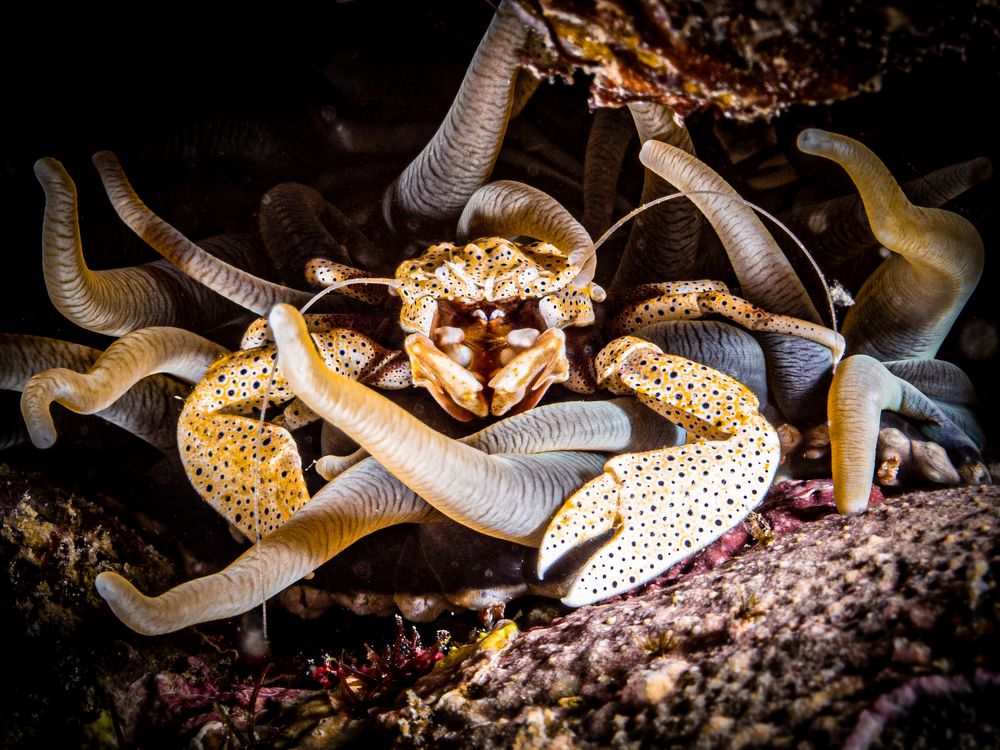 Photograph by Alexander Plakida