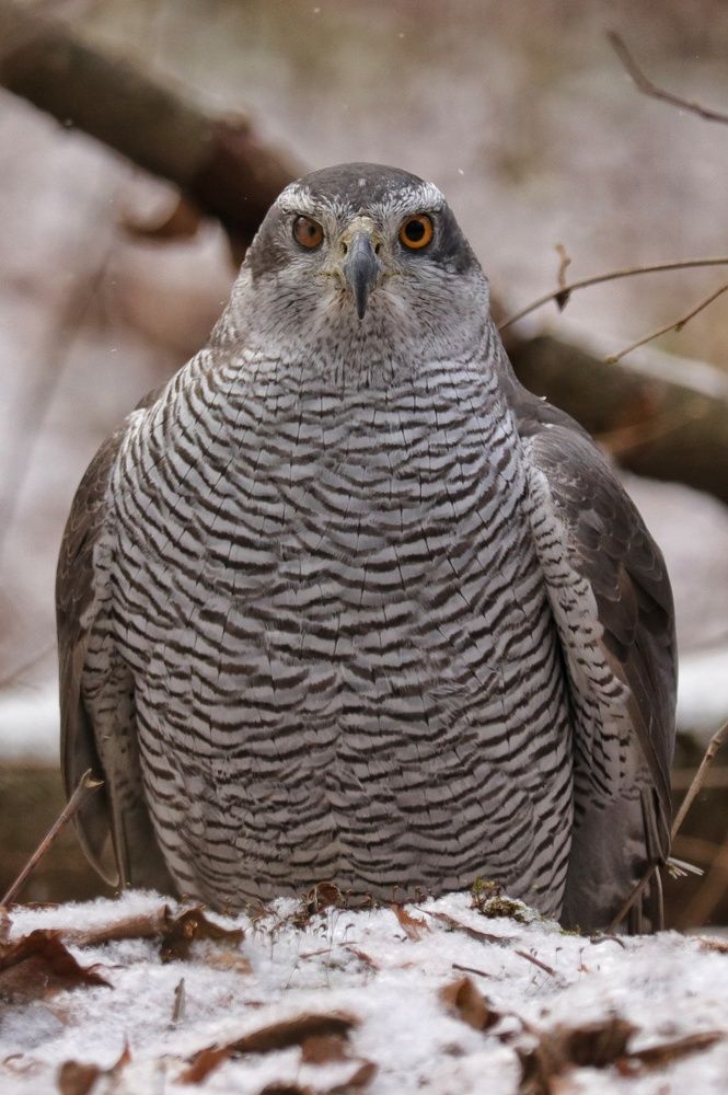 Photograph by Наталья Гайдукевич