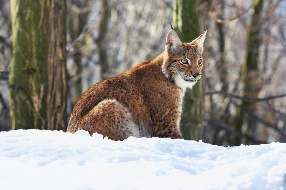 winter in the mountians