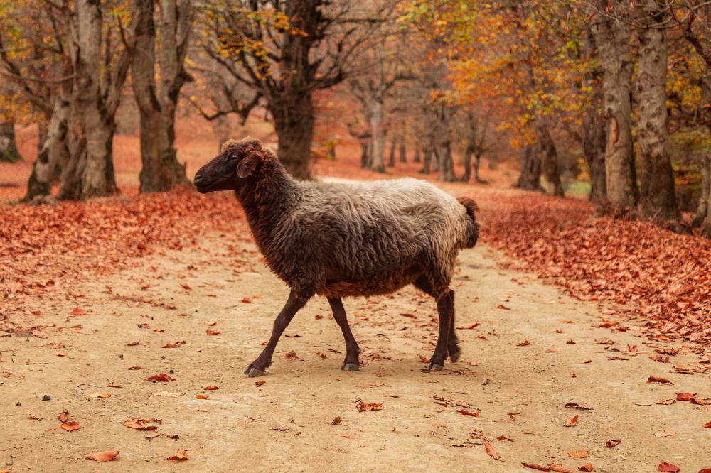 Photograph by seyed mostafa yousefi