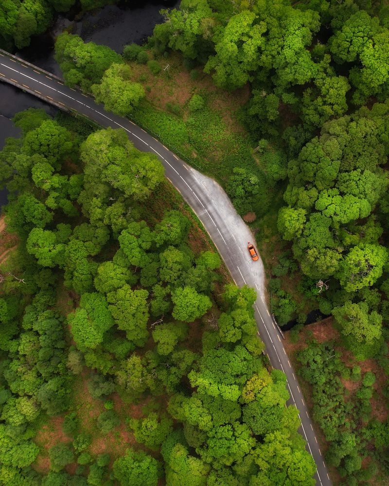 ...among Broccoli...