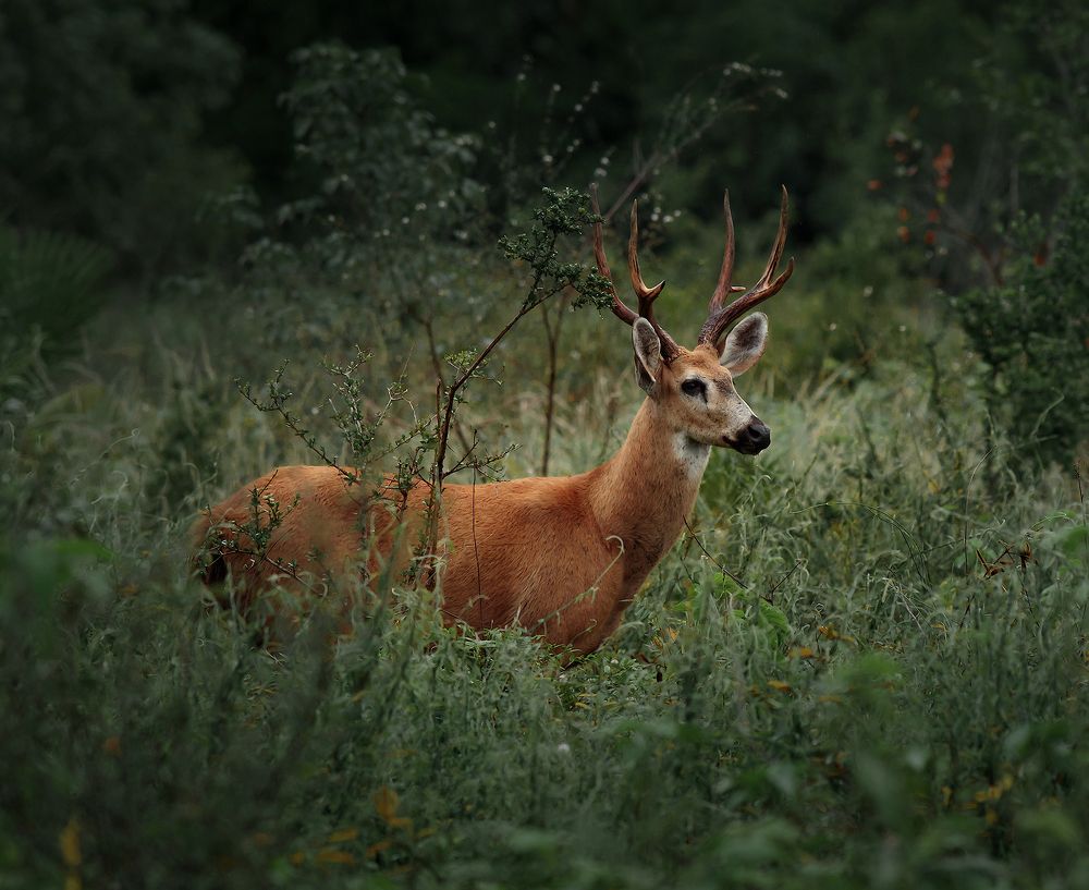 Photograph by Valdir Hobus