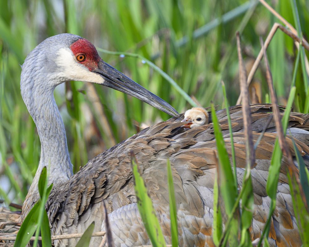 Photograph by Nancy Koch