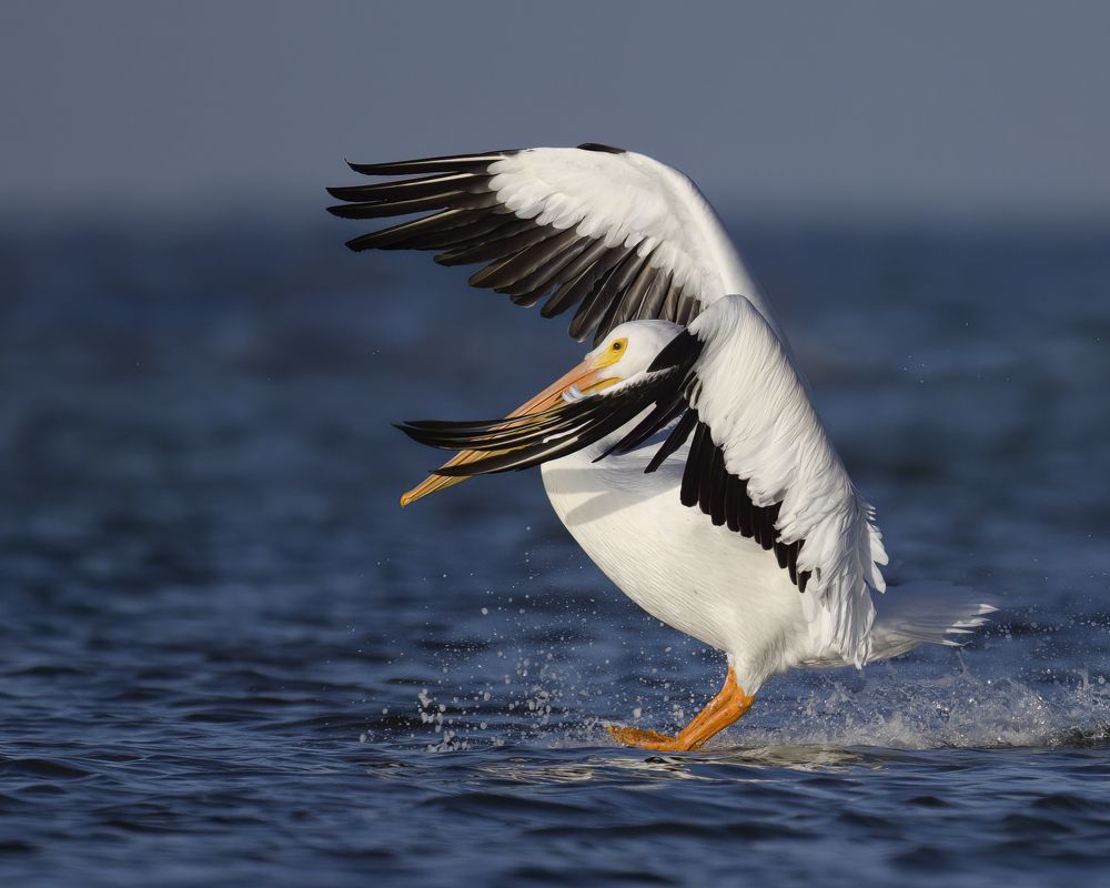 Photograph by Nancy Koch