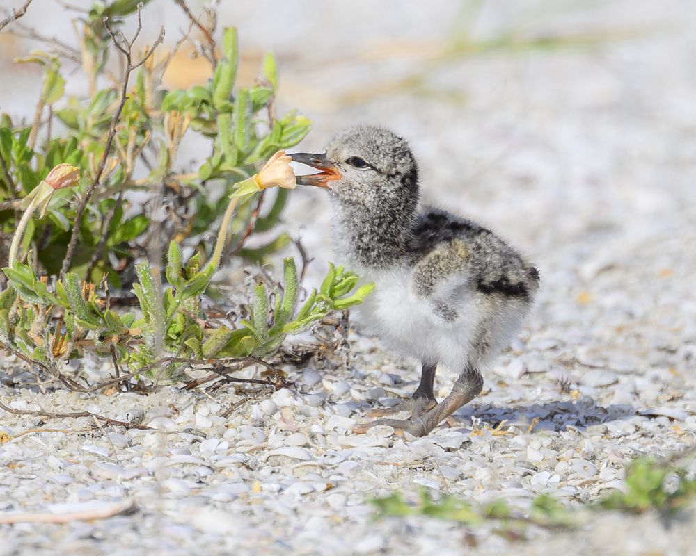 Photograph by Nancy Koch