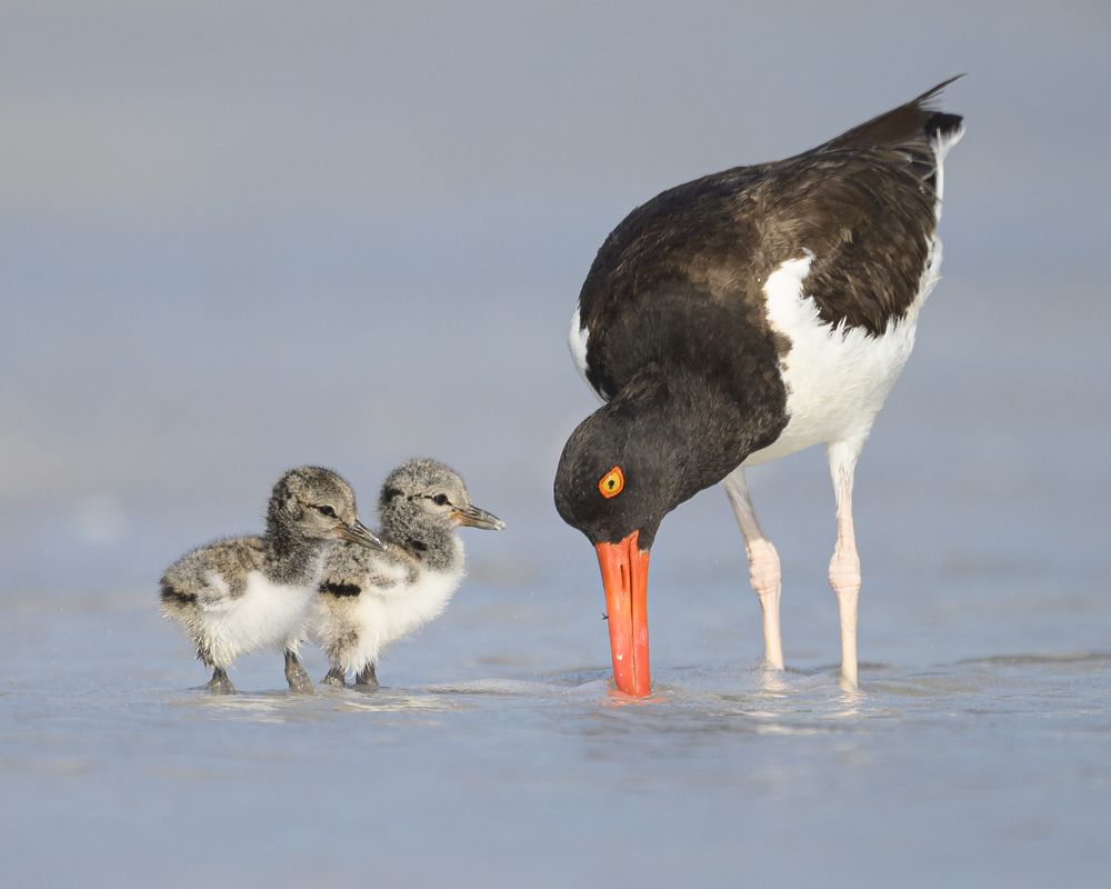 Photograph by Nancy Koch