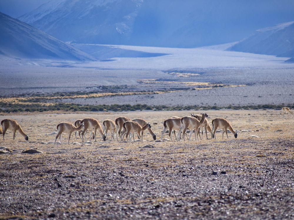 Vicuñas