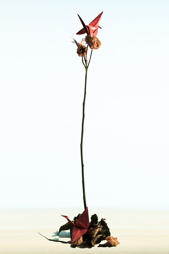 Photograph by Максим Сидоров