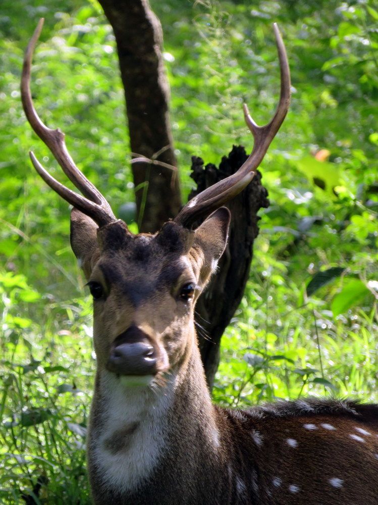 Photograph by Susmita Paul