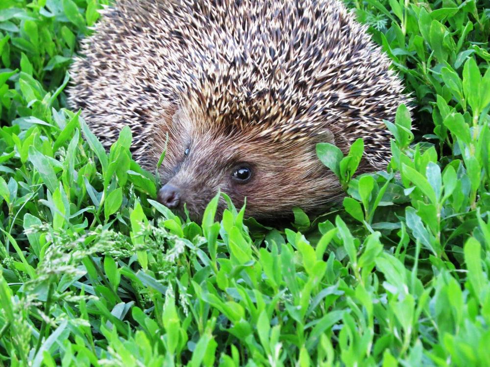 Photograph by Лариса Басова