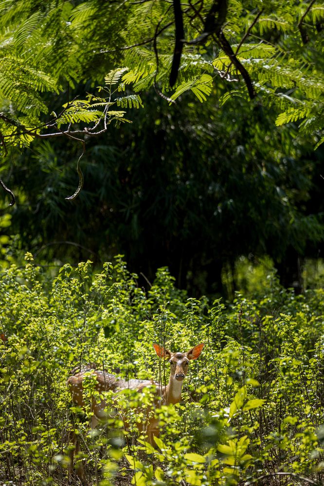 Фотография автора Navamani James