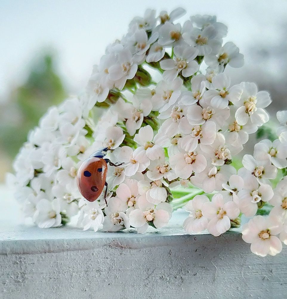 Photograph by Ольга Мартьянова