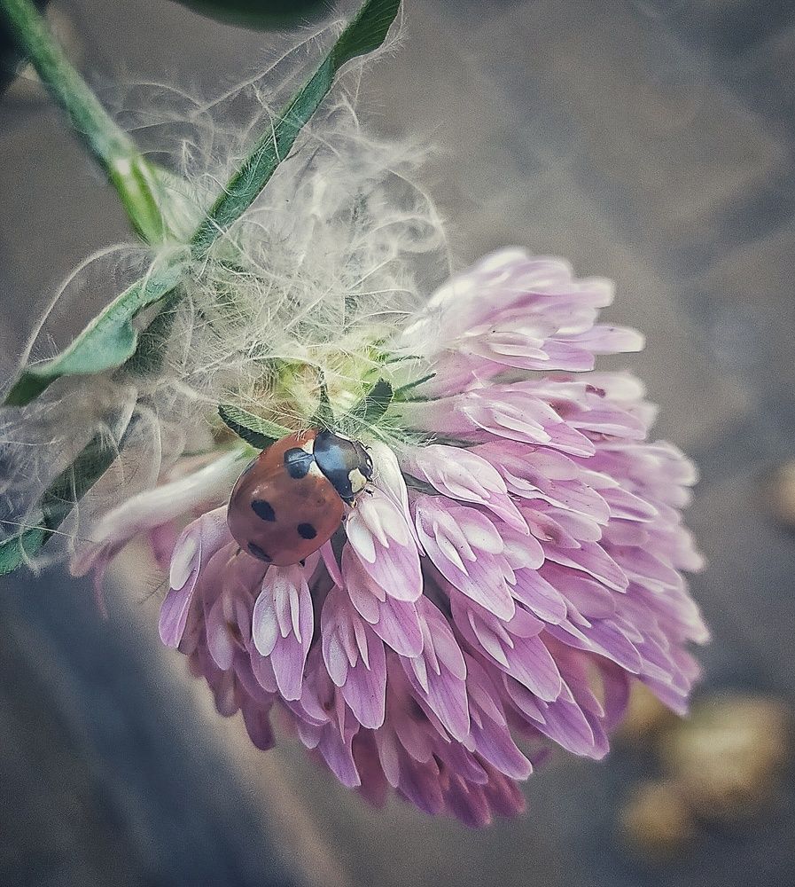 Photograph by Ольга Мартьянова