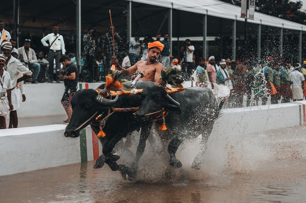 Kambala