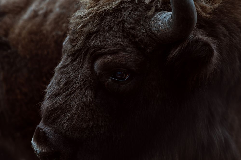 Дикое и печальное