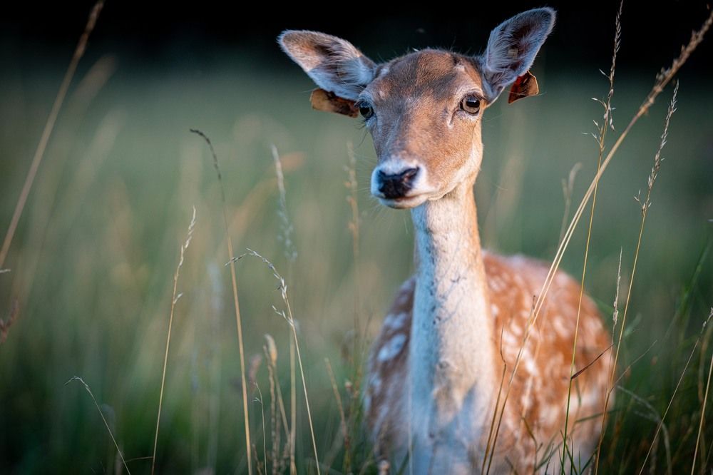 Photograph by Артур Каханский