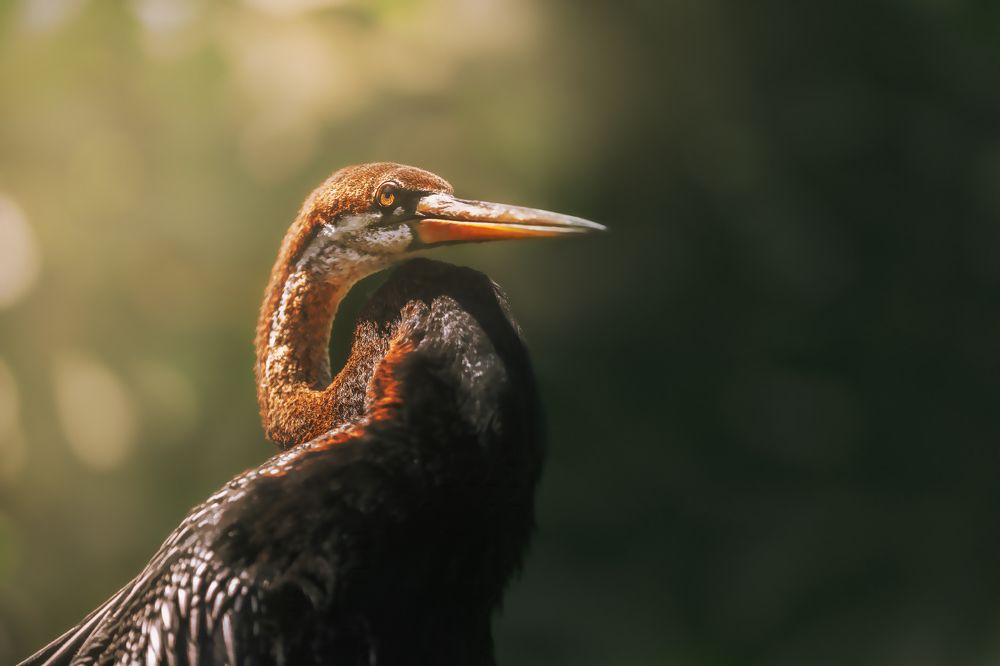 Photograph by Armen  Maitesian