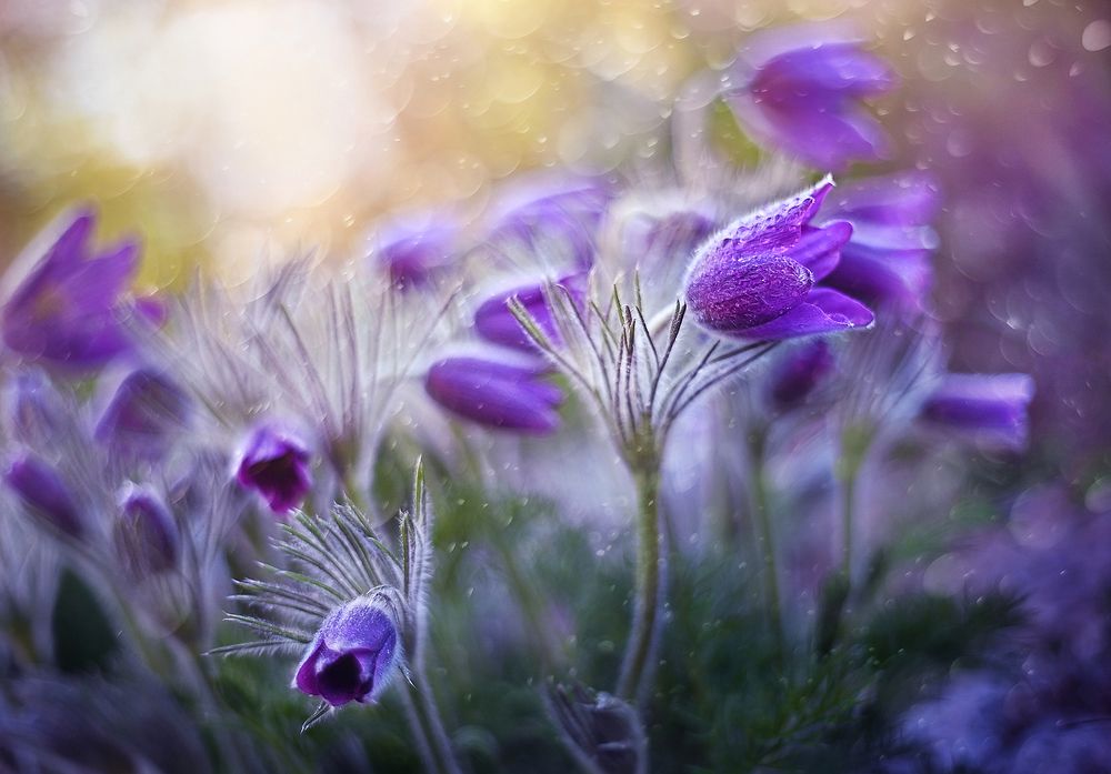 Photograph by S. Dana