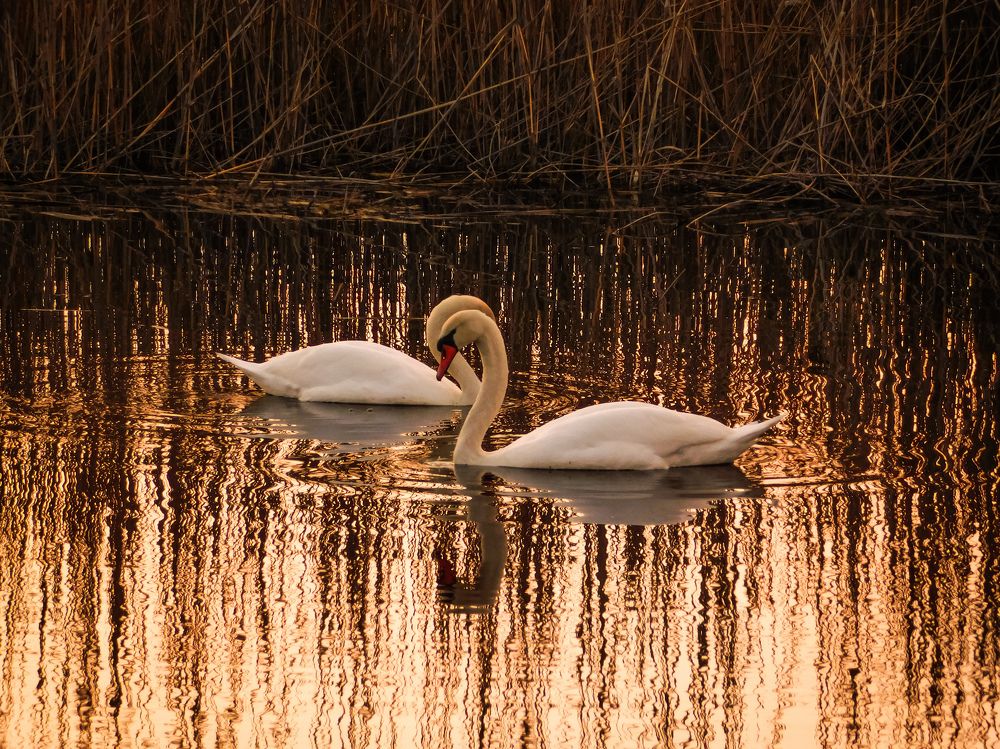 Photograph by Юлия Закопайло