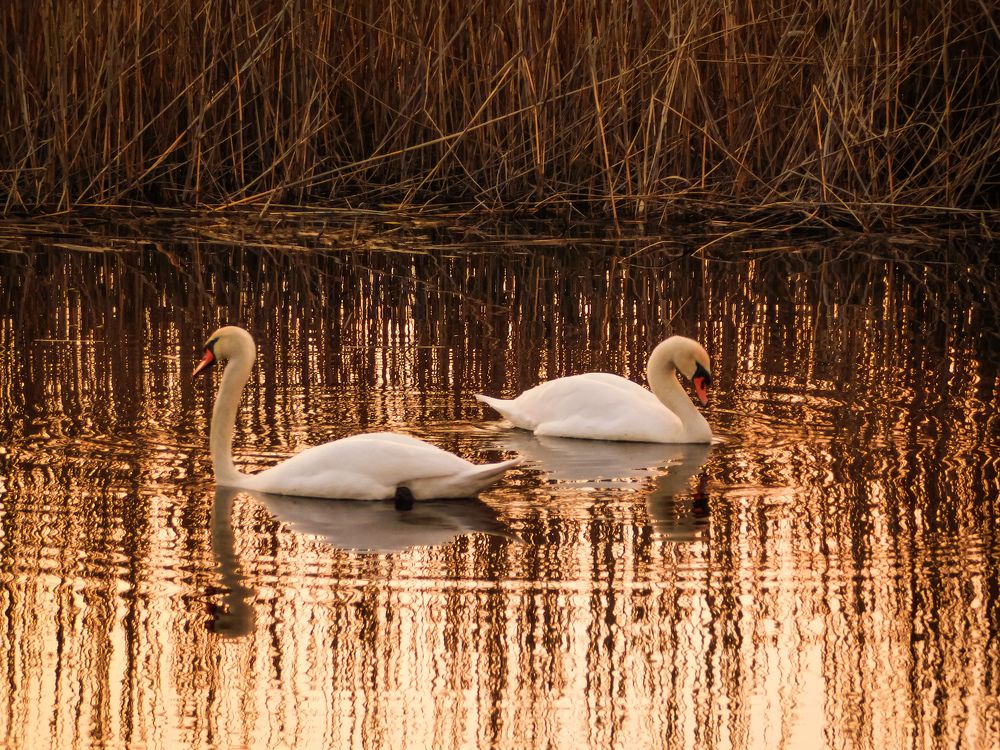 Photograph by Юлия Закопайло