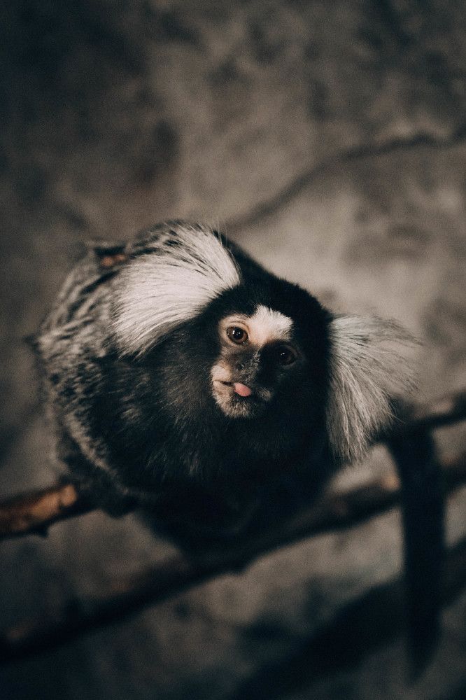 Белоухая карликовая игрунка