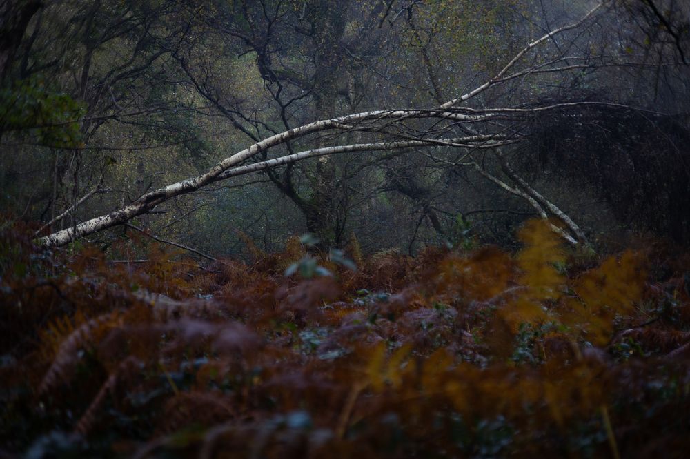 Фотография автора Оксана Мерзликина