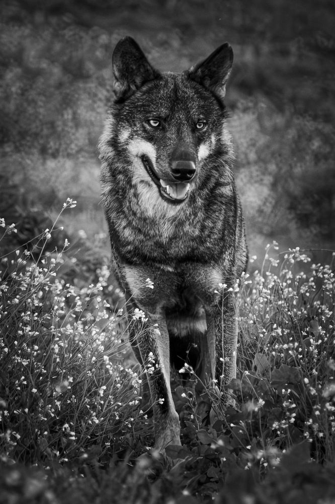 Photograph by Amelia Pardo