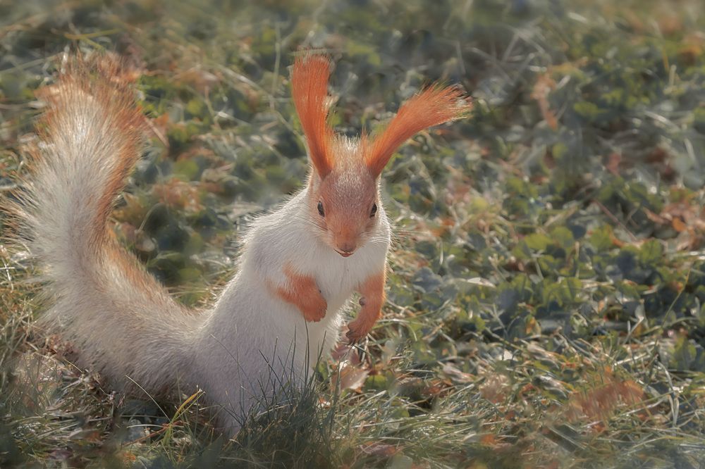 Белка в раздумьях.