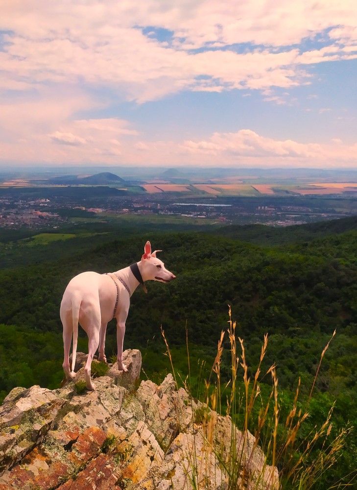 Photograph by Галина Воеводенко