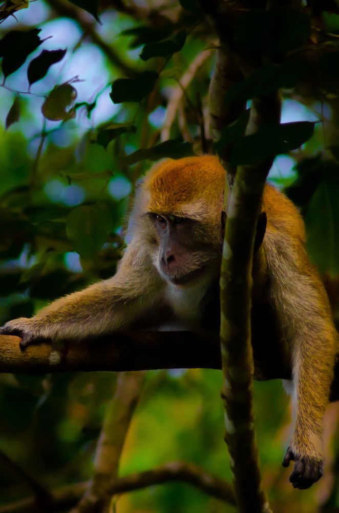 Photograph by Jaztin A/L Philips