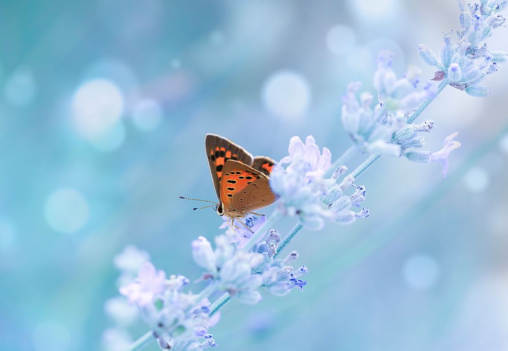 О лете вспоминая..