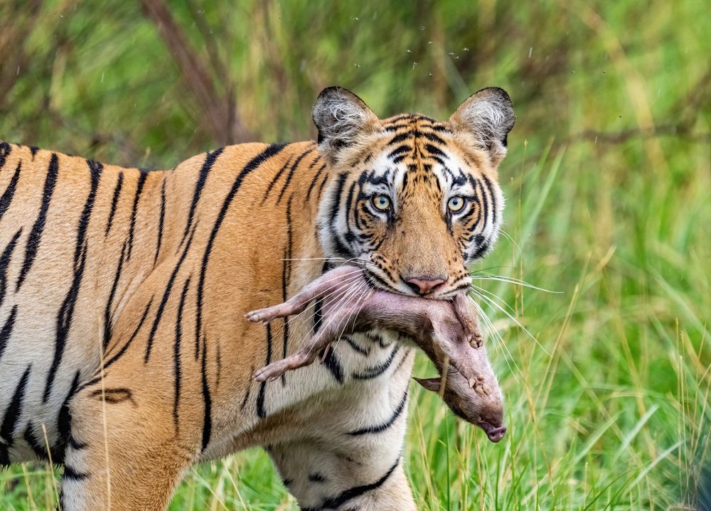 Photograph by Nitin Baste