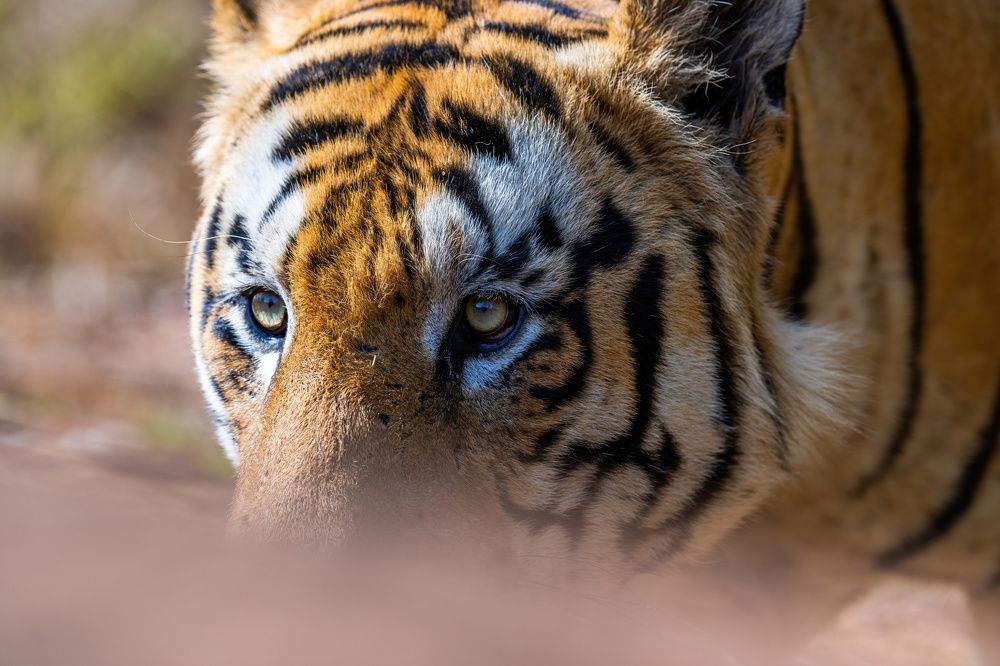 Photograph by Nitin Baste