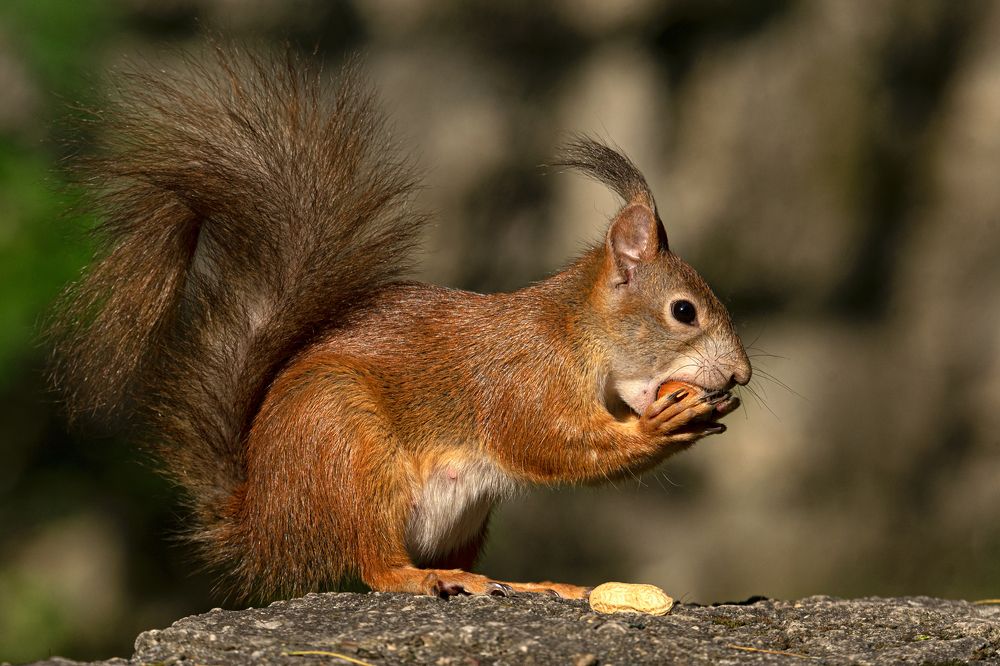 Фотография автора Faller Tamás