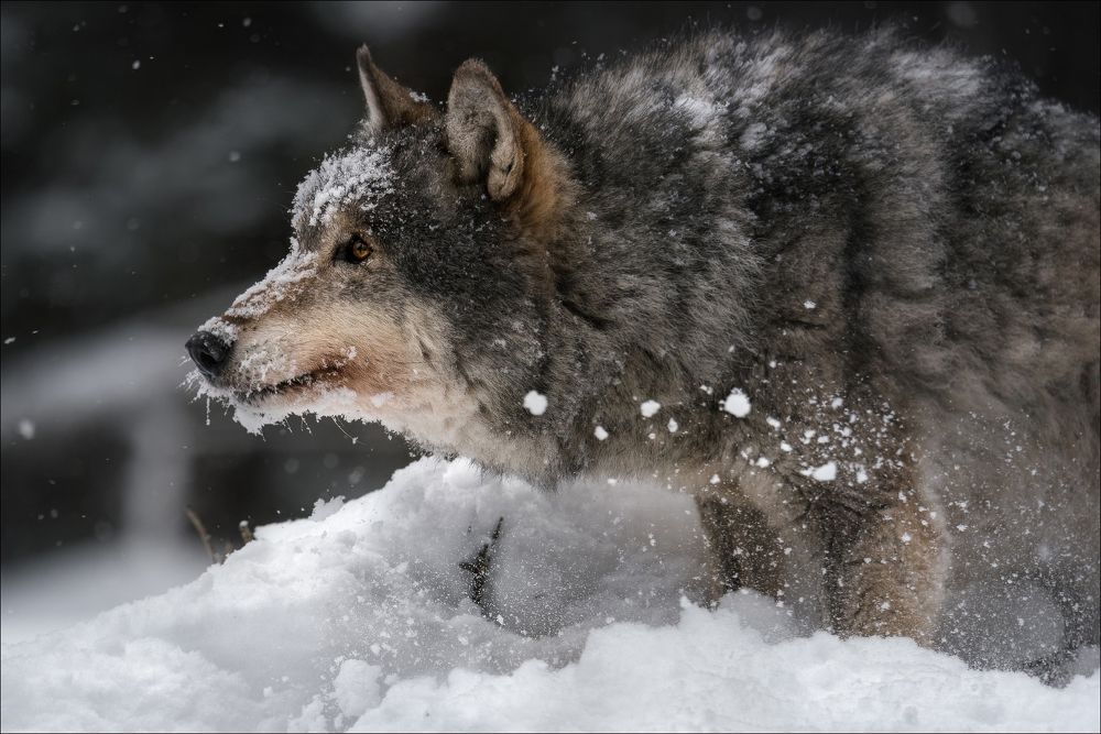 Photograph by Влад Соколовский