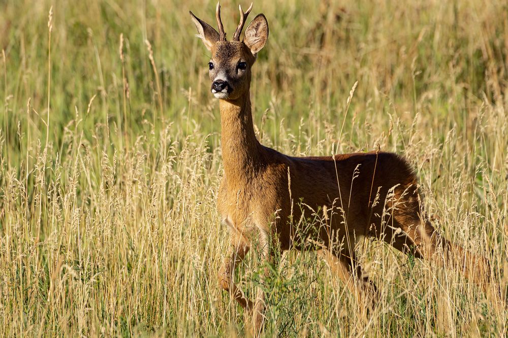 Фотография автора Faller Tamás