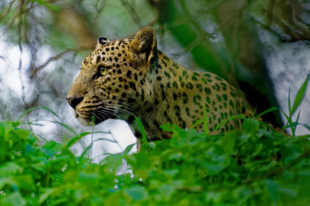 Photograph by Arindam Mallick