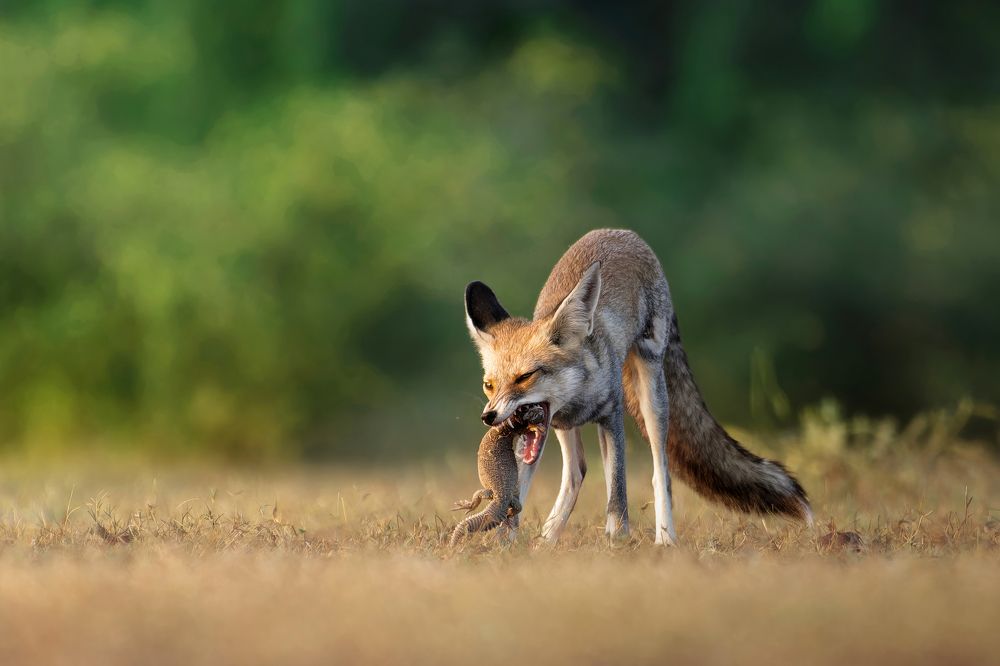 Photograph by Arindam Mallick