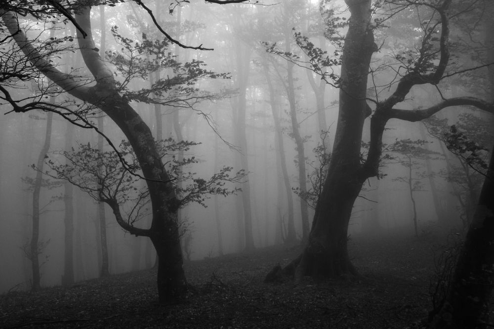 Photograph by Elliott Grieshofer