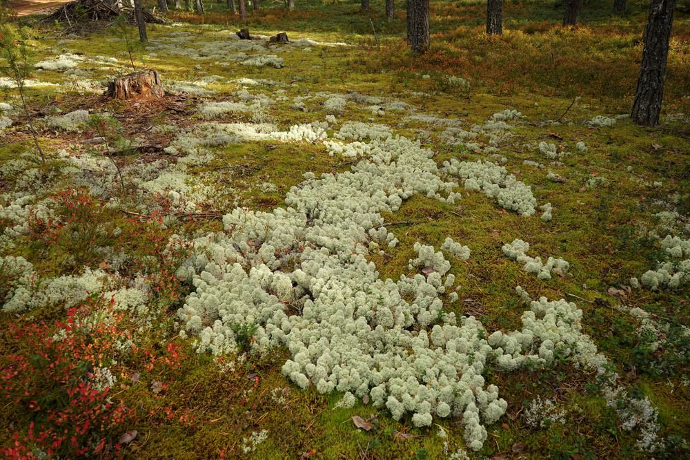 Сказочный город в лесу